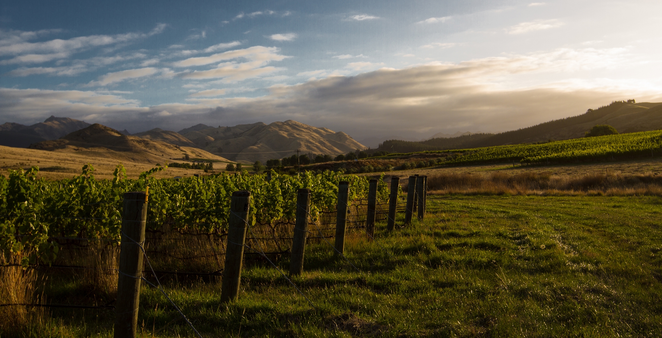 Winnice Nowej Zelandii