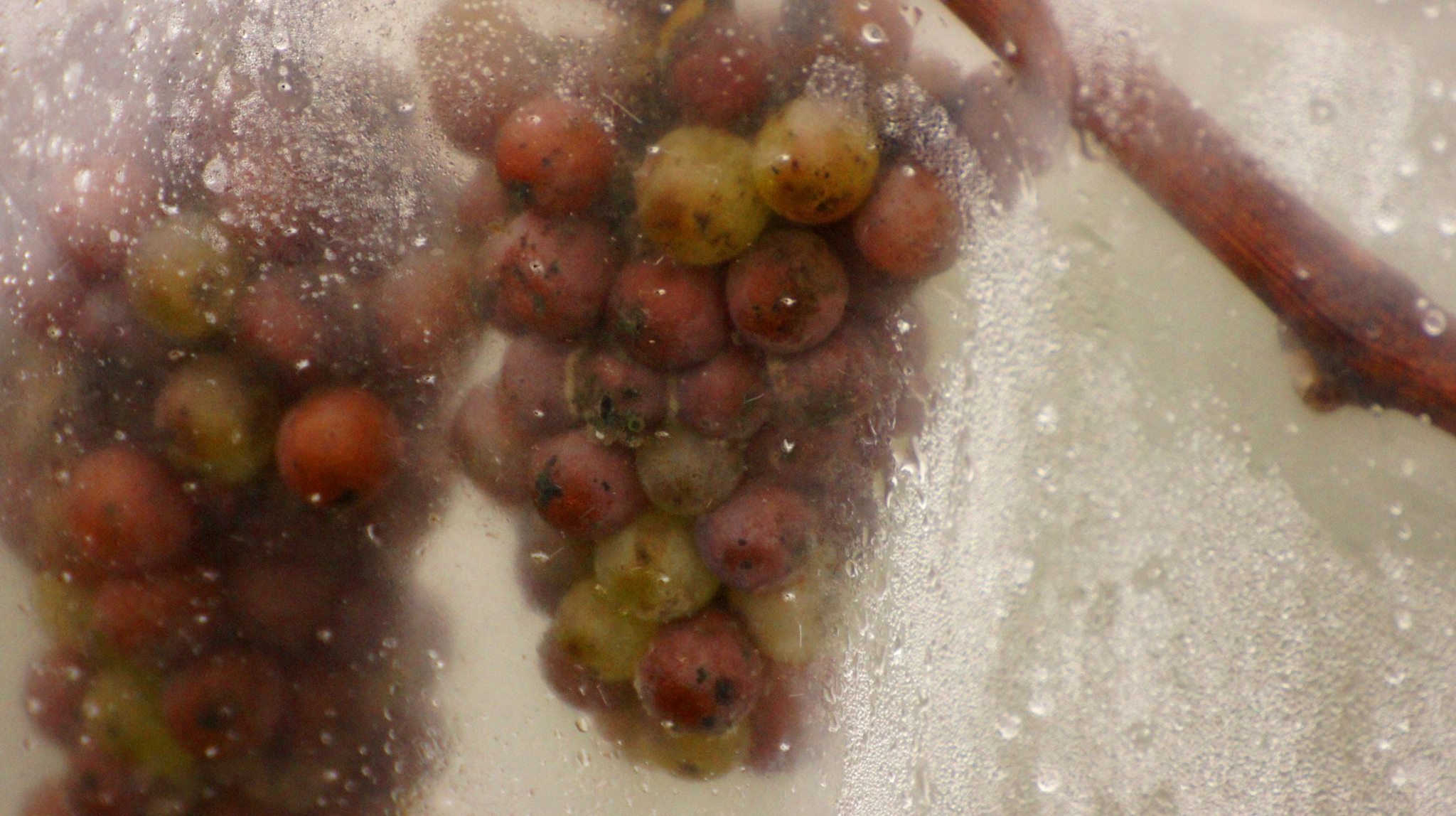 Winnica Turnau - zbiory na wino lodowe